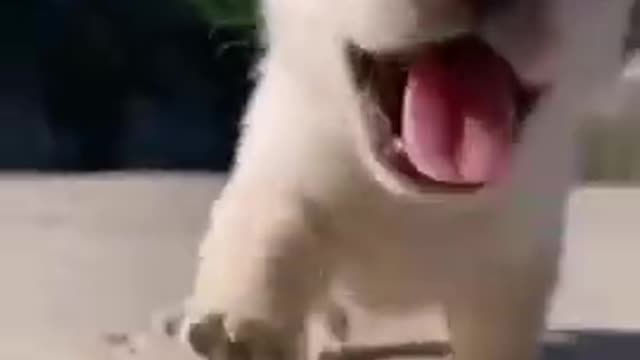 Cute Baby Dog||5K Relaxing Video