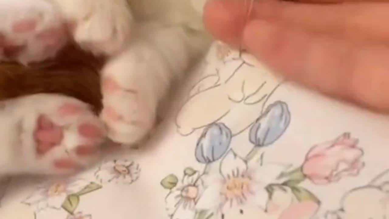 Funny & Cute Cats 😍😍😅😅 #shorts #cats #viral #mmvcats