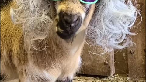 Goat With the Good Looks