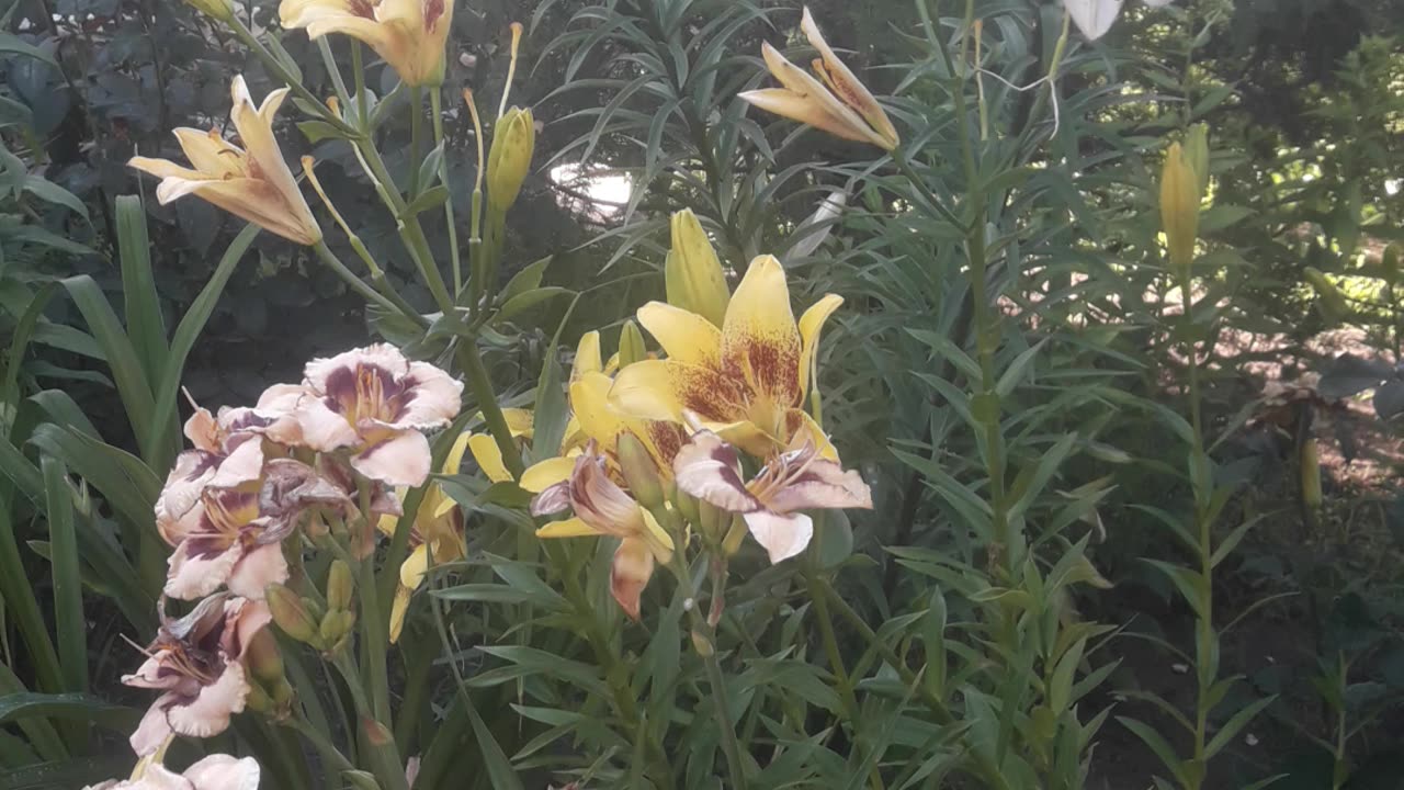 Two families of lilies