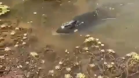 This is a beautiful and charming water-dwelling species