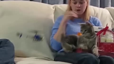 funny animal videos