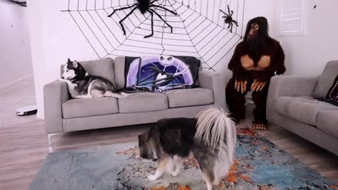 Husky Pranked by scared by Bigfoot, funny