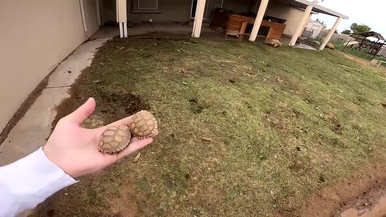 Baby Tortoises Hatching Out of the Ground-6