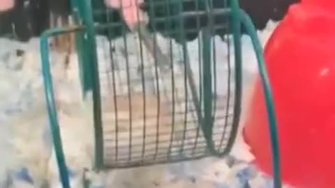 Super Funny Animals #superfunnyanimals #funny