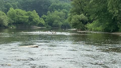 Rowdy Canada Geese