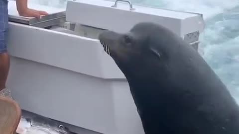 Suddenly the seals come on board