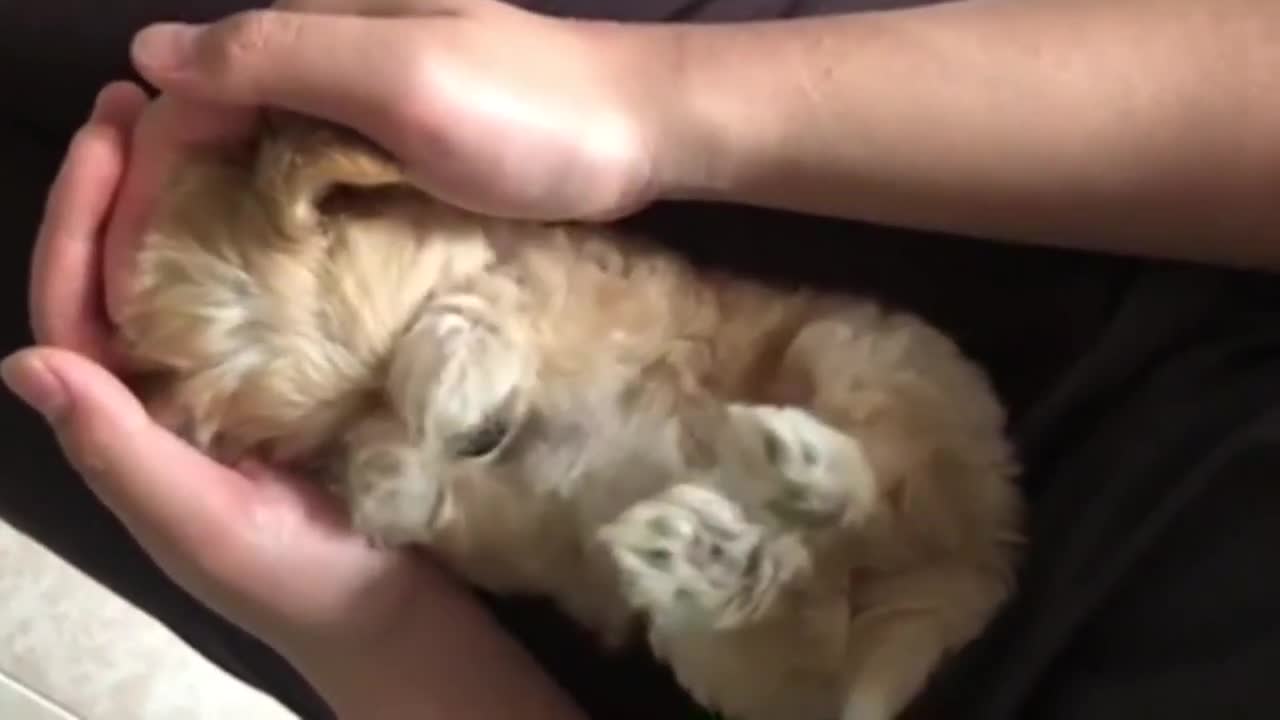 Tiny Puppy Laying In Its Owner's Arms And Lap, Stretching And Being Adorable