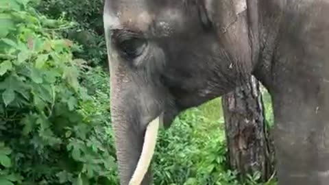 Most Animal Elephant #Short Video