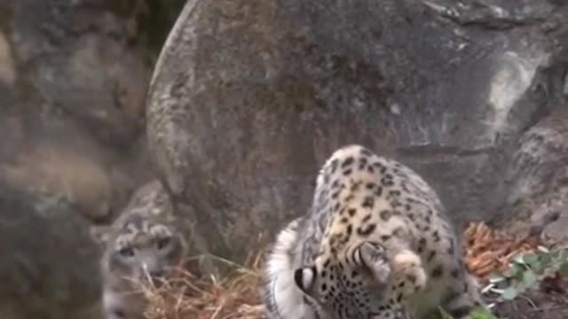 Wild animals zero distance animal snow leopard