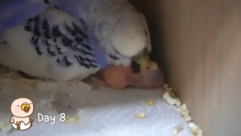 Watch 5 baby budgies growing day by day18