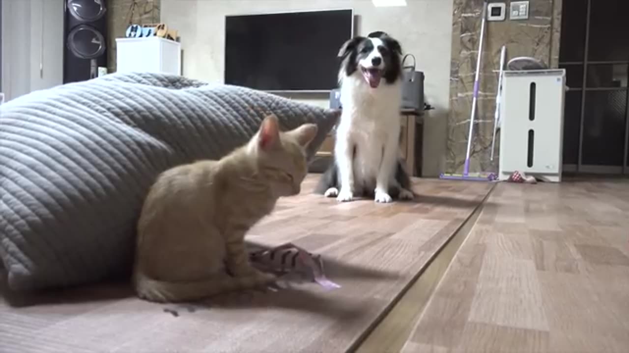 Tiny Kitten Was Rescued and Raised By Border Collie. Now He Considers Himself a Dog!