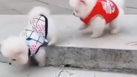 Puppies play time