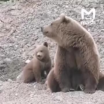 Brown bear decides to take over a construction site