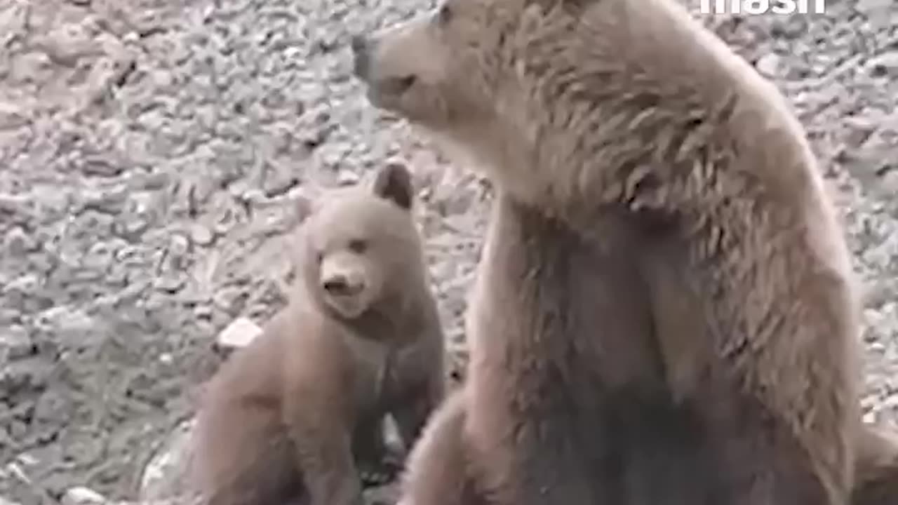 Brown bear decides to take over a construction site