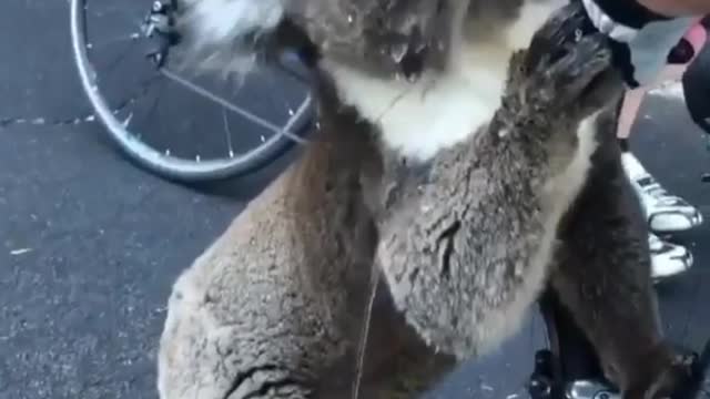 Animals beg for food like humans