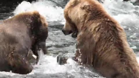 Battle of the Bears-