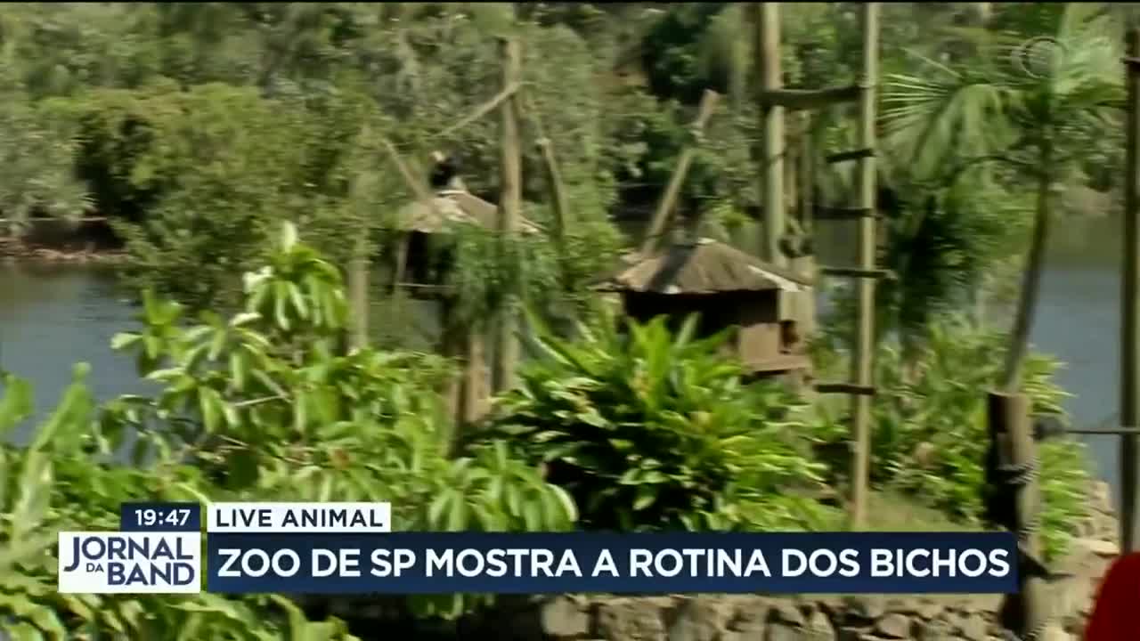 Live animal! Zoo de SP mostra rotina dos bichos na quarentena