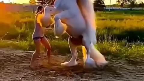 beutiful Horse dancing