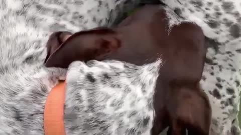 Two dogs become canine pretzel over tennis ball