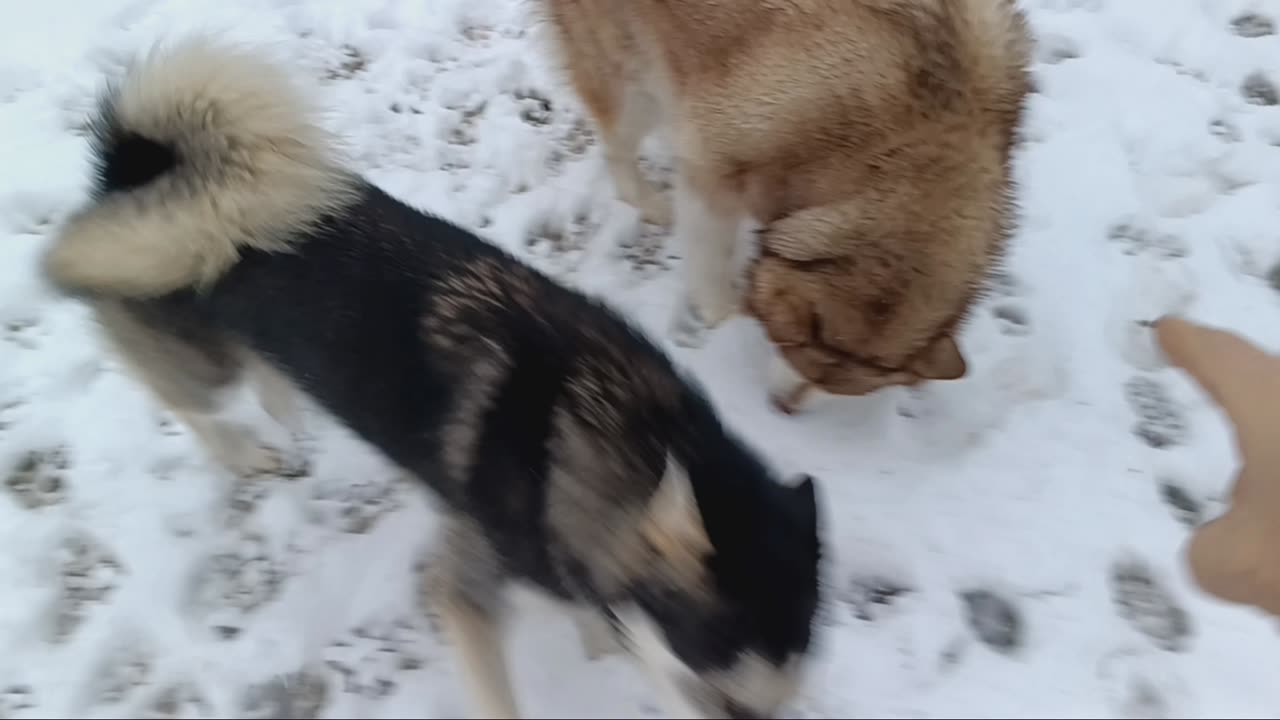 (Malamutes) Part 1: Avalanche says I love you n Luna wants to play.