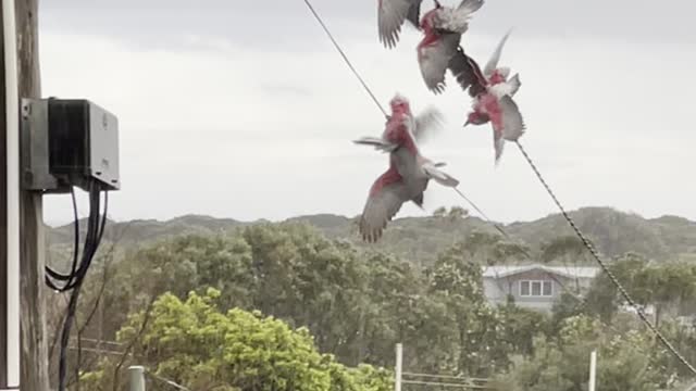 Acrobatic Galahs Have a Shower on High Wire