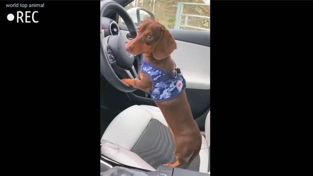 So dog funny video #short