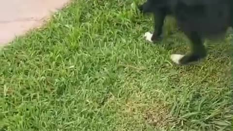 Dogs jump raccoon