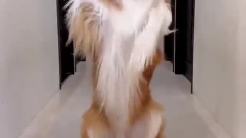 #dog showing self love