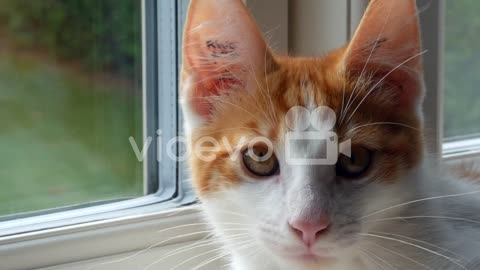 A cat in a window looking curious around