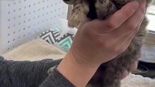 My cheetah growth