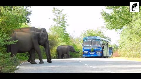 The herd of elephants come to the road and try to attack the vehicles..