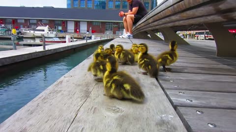 Duck Drop She goes shopping with her little ones.