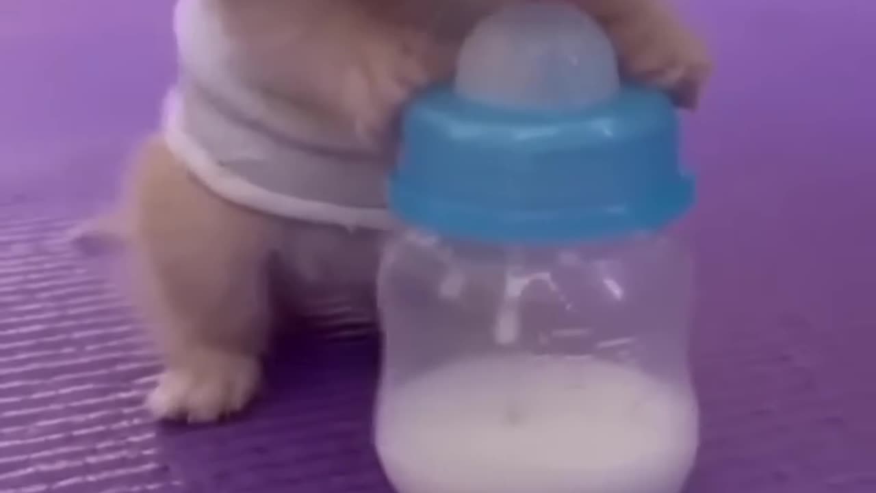 Kitten Competes with Baby - So Cute It Can't Be Real, Right?