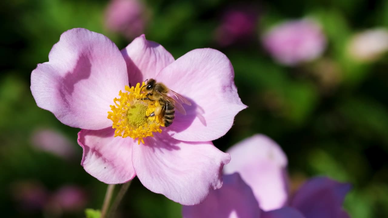Flower bee