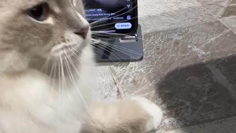 Cat enjoying Cat Voice