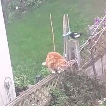 Anti-Loosh Video Number 247. LOOSH is real and bad. Explained below and watch the video