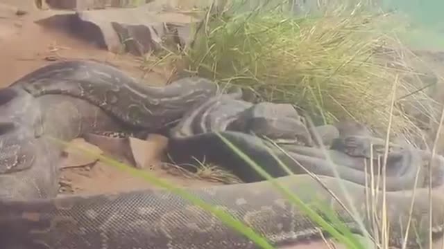 Southern African Pythons mating - South Africa