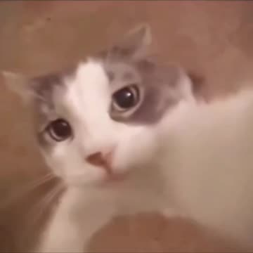 Adorable cat kissing the camera