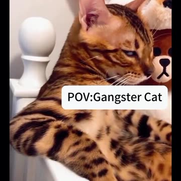 POV: Gangster Cat