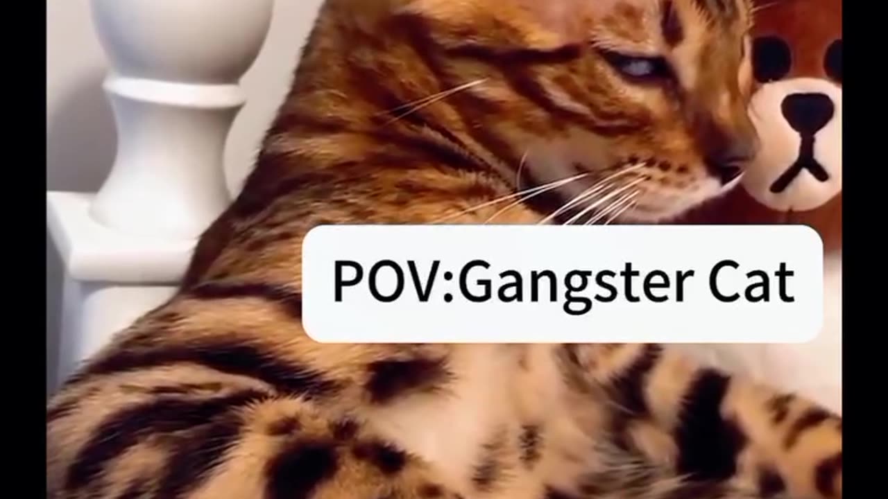 POV: Gangster Cat