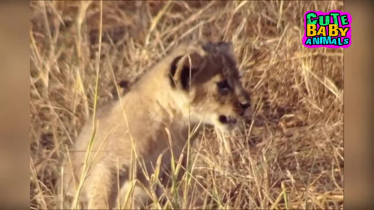 Cutest Lion Cubs Roar Telling That He is a King - Baby Lion Roaring