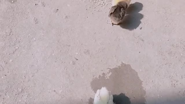Chicks