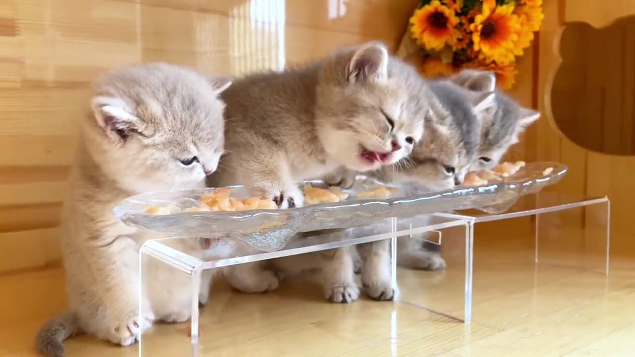 "Feisty Felines: Watch these Cats Compete for their Meal!"