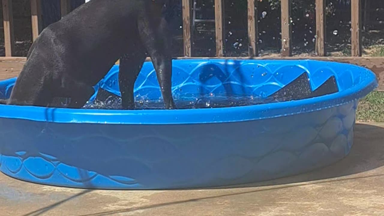 Luna Blue's New Pool (bullet proof) 2