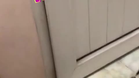 Cute Kitty Gets Stuck,HELP!