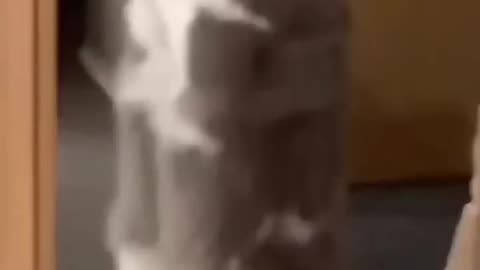 Cat video