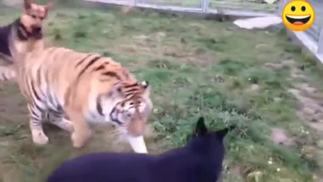 Tiger attack dog || tiger and dog friendship very funny video