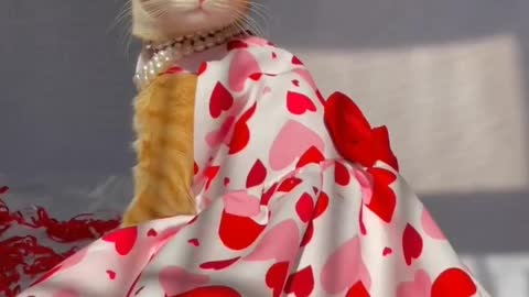 😘 . . . . . Credit-@august_thegingercat