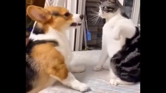 Funny cat and funny dog play fighting